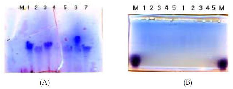 Electrophoresis of HyA. (A) gel - 2% acrylamide solution (29:1), 1.2% agarose를 가교, M:marker, 1:HyA, 2:HyA(heat), 3:HyA(heat) 4:HyA+2unit/ml Hyaluronidase, 5:HyA+2unit/ml Hyaluronidase, 6:3번과 동일, 7:5번과 동일. (B) gel - agarose 280mg, acrylamide 456mg, N,N