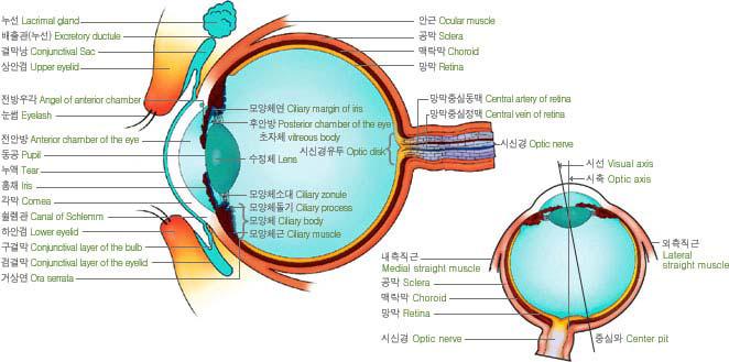 인간의 눈 구조