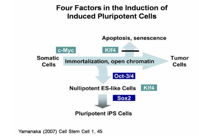 iPS cell 제조를 위한 4가지 전사인자