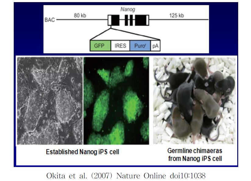 Generation of germline-competent induced pluripotent stem cells.