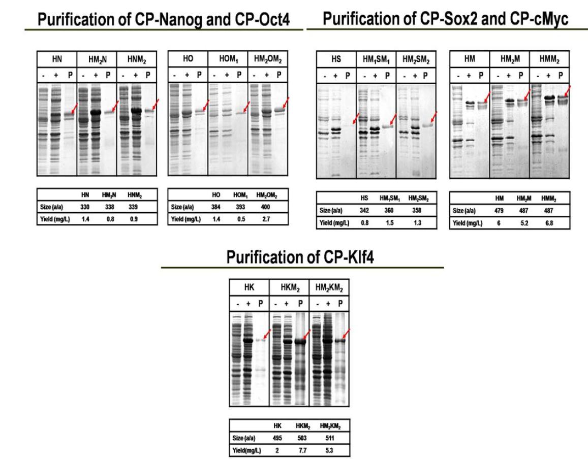 역분화 전사인자 CP-TFs의 발현 및 정제