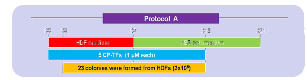 CP-TFs의 HDF 처리 Protocol A