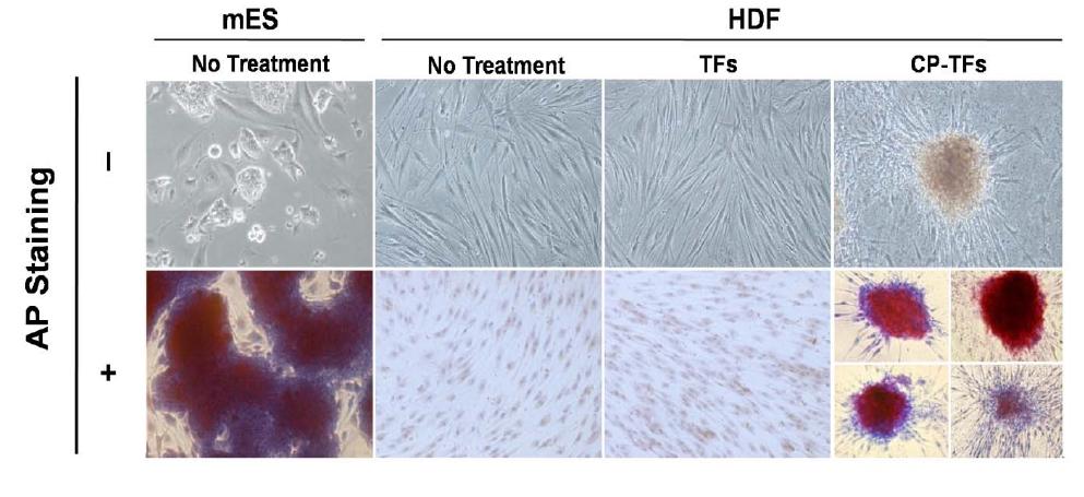 iPS cells의 AP staining