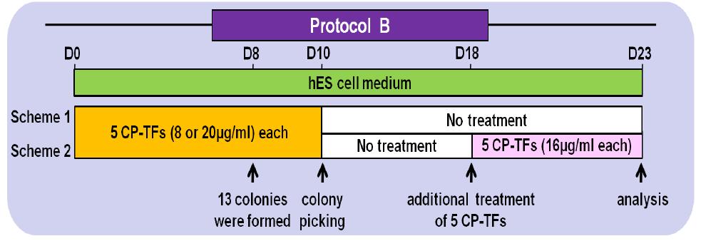 CP-TFs의 HDF 처리 Protocol B