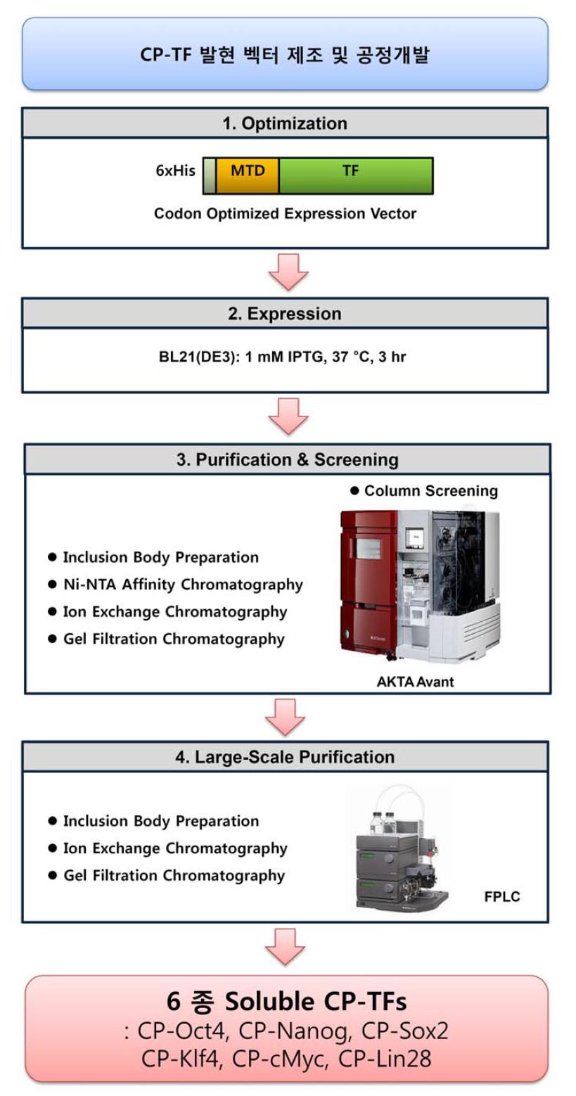 CP-TFs 발현 벡터 제조 및 공정개발도