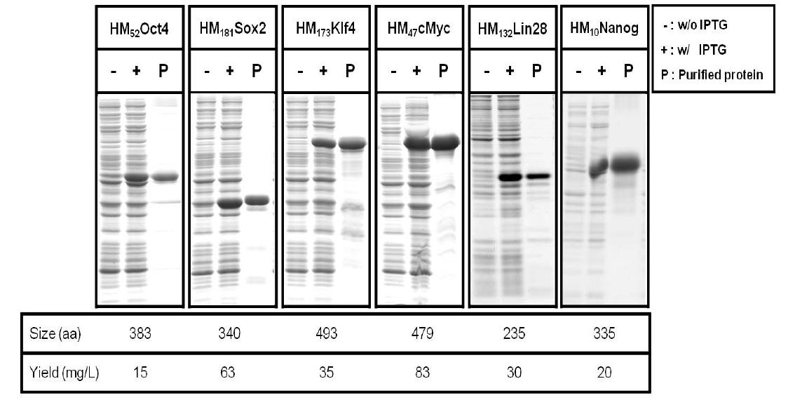 6종의 CP-TFs의 발현 및 정제결과