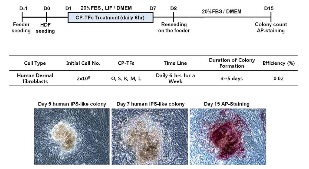 CP-TFs 종류 및 처리 조건과 iPS-like colony의 AP-staining 결과