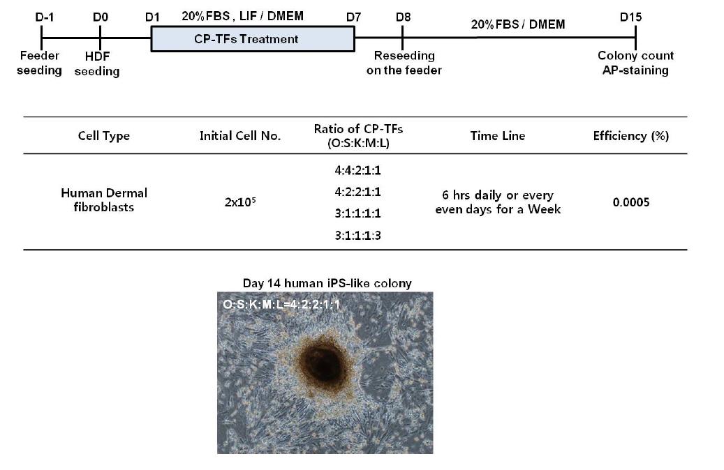 CP-TFs의 처리 비율 조건과 iPS-like colony의 morphology