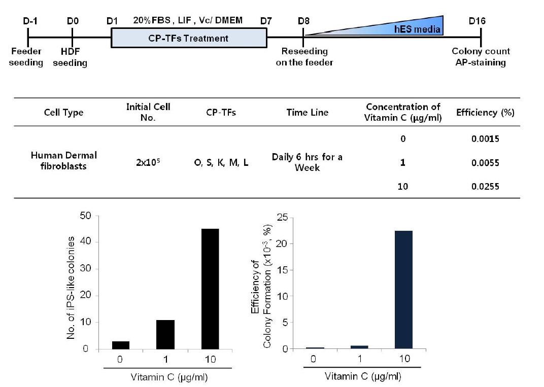Vitamin C의 처리 조건과 iPS-like colony 형성 효율