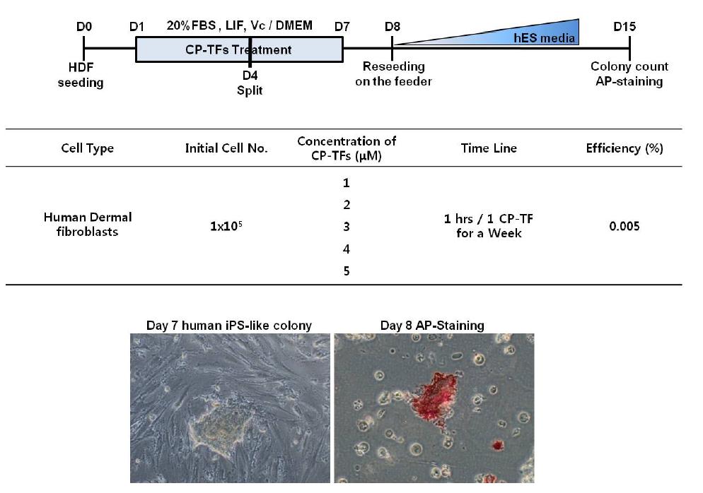 다양한 농도의 CP-TFs를 이용한 역분화 유도와 iPS-like colony 형성