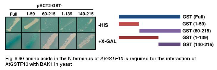 60 amino acids in the N-terminus of AtGSTF10 is required for the interaction of AtGSTF10 with BAK1 in yeast