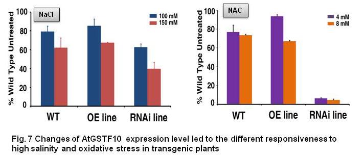 Changes of AtGSTF10 expression level led to the different responsiveness to high salinity and oxidative stress in transgenic plants