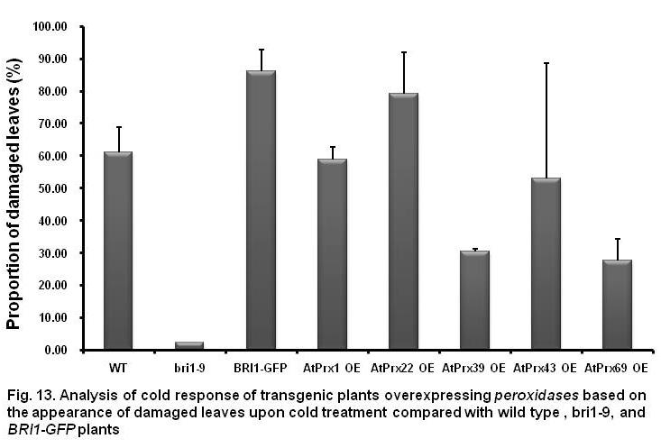 Analysis of cold response of transgenic plants overexpressing peroxidases based on the appearance of damaged leaves upon cold treatment compared with wild type, bri1-9, and BRI1-GFP plants