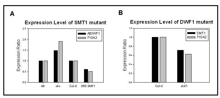 Gene expression level of SMT1 and AtDWF1 mutants. (A) Expression ratio of SMT1 related mutants. (B) Expression ratio of AtDWF1 related mutants.