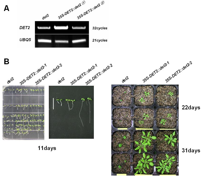 35S-DET2::det2 식물체의 DET2 발현양과 표현형 분석