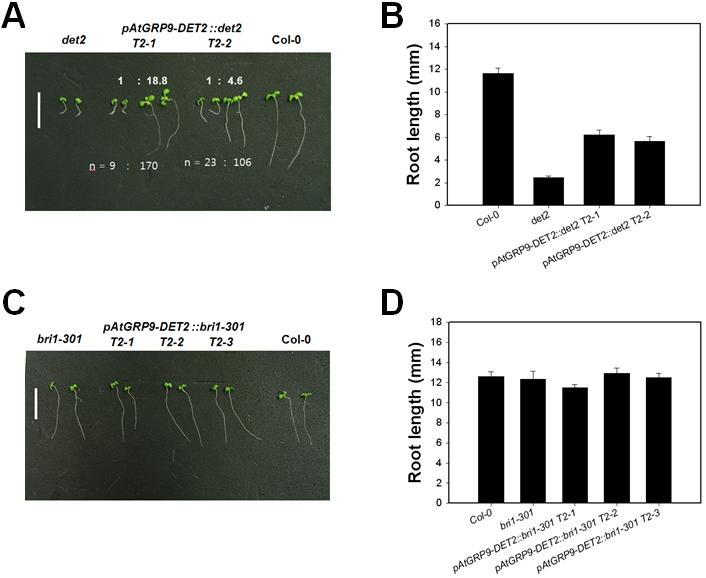 pAtGRP9-DET2::det2 & ::bri1-301의 seedling 표현형 및 root 길이