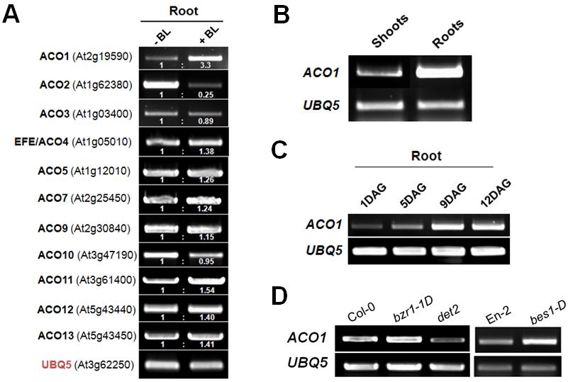 RT-PCR을 통한 ACO1 유전자의 발현 패턴 확인