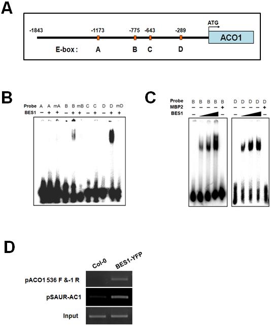 ACO1 promoter 분석 및 BES1 단백질과의 결합