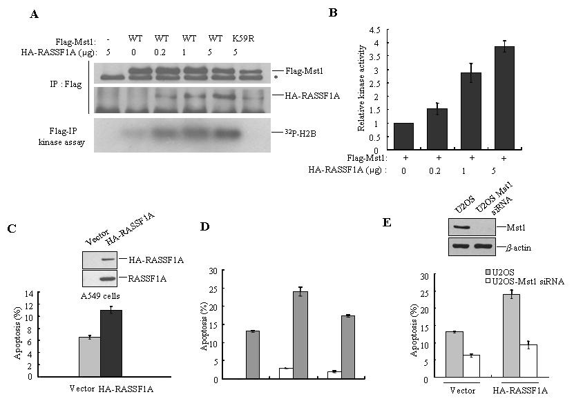 세포안에서 과 발현된 RASSF1A는 MST1 kinase의 활성도룰 증가시켜 세포사멸 과정을 촉진한다.