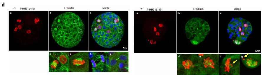 Emi1 유전자는 pre-implantation embryo 발달에 필수적이다.