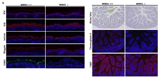 Differential Defect, but No obvious junctional defect in WW45 -/- epithelia.