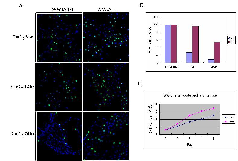 WW45-/- keratinocytes의 비정성적 세포주기진행.