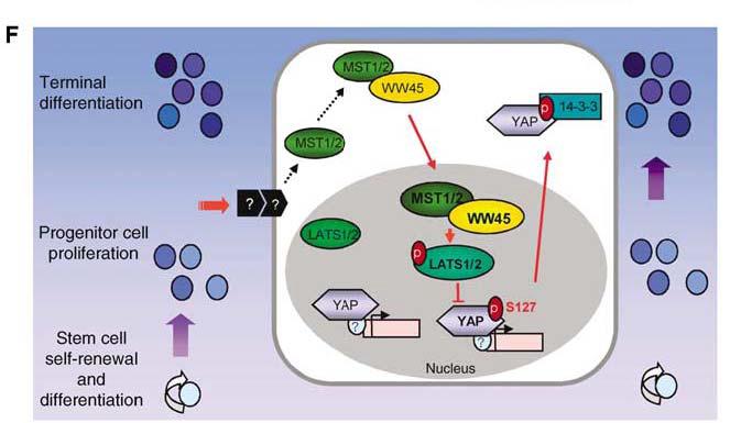 A tentative model of the MST-WW45-LATS-YAP pathway in proliferation and differentiation control.