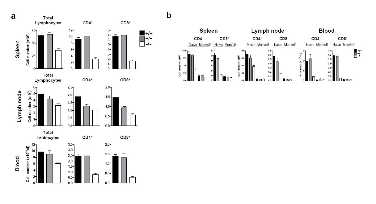 Peripheral T lymphocyte subset numbers 분석.