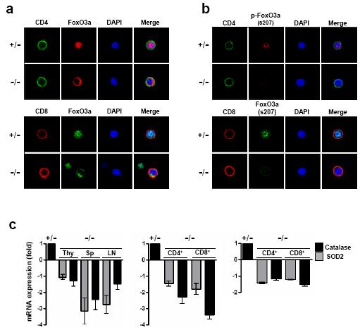 Immunostaining을 통한 FoxO3a localization 및 activation조사.