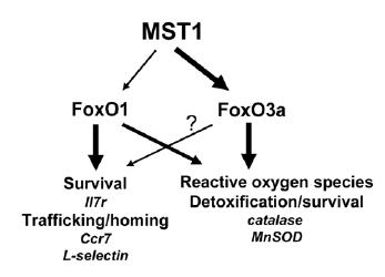 Proposed model of Mst1-FoxO pathway in naı¨ve T cells.