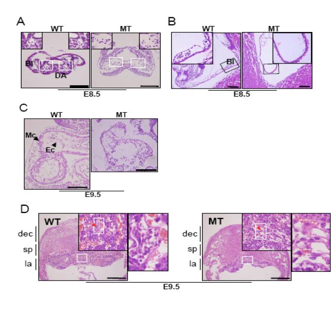 15. Histology of ER71 mutants.