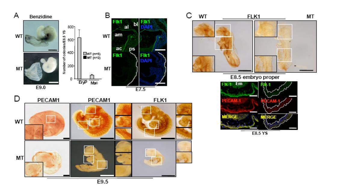 ER71-/- embryos show defects in blood and vessel development.