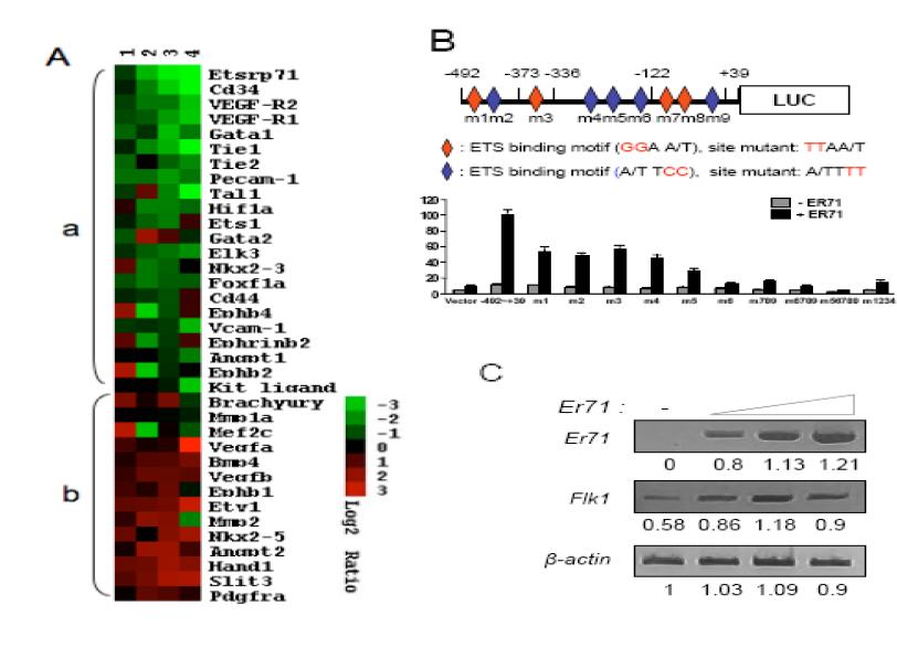 Flk1은 ER71의 downstream target으로서 ER71이 Flk1의 positive activatior로 기능.