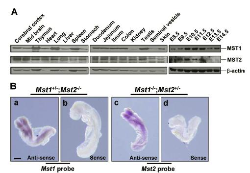 성체 세포 및 발생 단계에서 MST1, MST2 단백질의 발현 패턴.