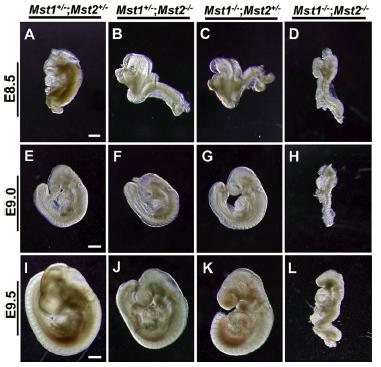 Morphological phenotype of MST1, MST2 double KO embryos from E8.5 to E9.5.