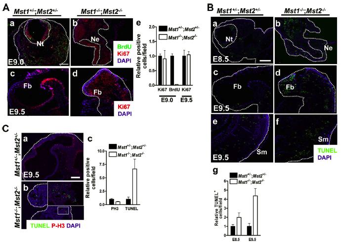 MST1, MST2 double knockout embryo에서의 세포사멸 및 비정상적인 증식.