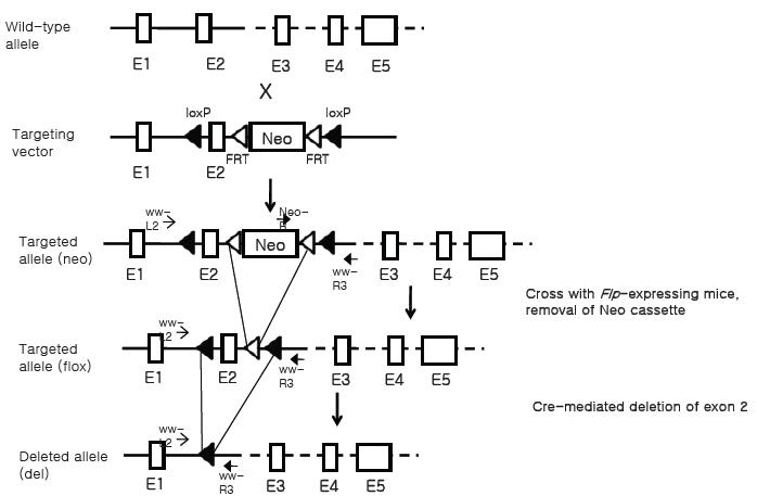 Generation of tissue specific WW45 KO mice.