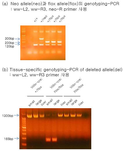 (a) 그림20에서 볼 수 있는 primer를 사용하여 wild-type, neo, floxed(flanked loxP) allele 유무를 확인. (b) WW45 조직 특이적 적중 마우스를 Villin Cre (intestine에서 발현되는 Cre)와 교배 후 조직 특이적으로 KO 됨을 확인.