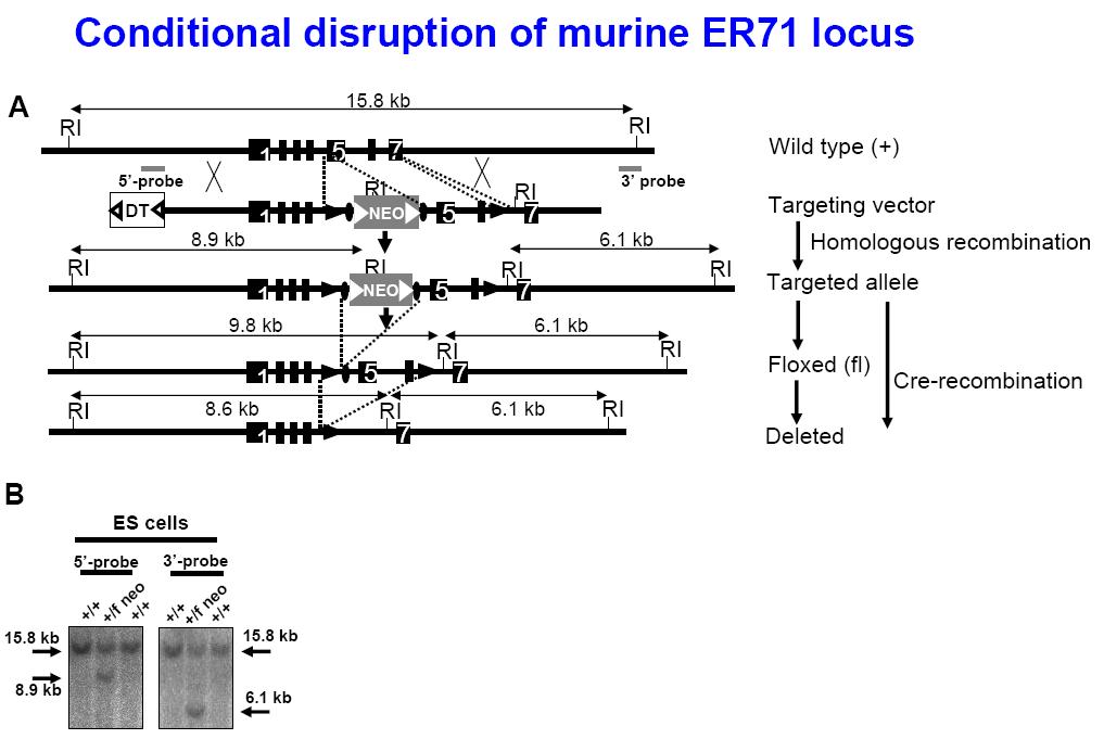 Generation of tissue specific ER71 KO mice.