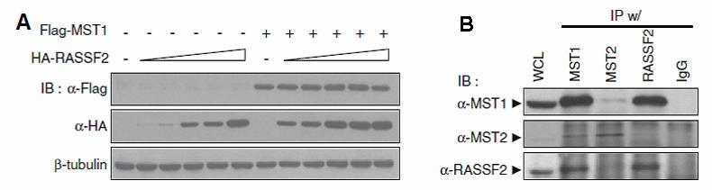 단백질 RASSF2와 Mst1은 세포 내에 서 복합체를 형성한다.