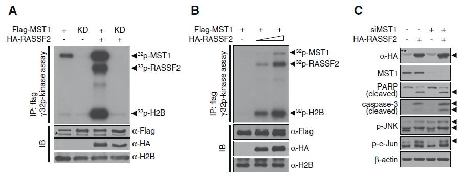 세포 내에서 과발현된 RASSF2는 MST1 kinase의 활성도룰 증가시킨다.