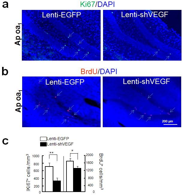 AP oa1 transgenic mice에서 VEGF knockdown에 의한 neurogenesis 감소 효과 확인.