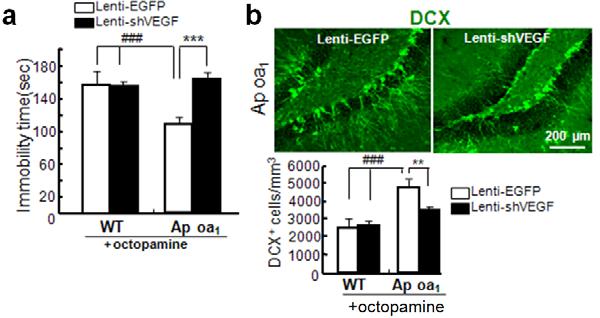 AP oa1 transgenic mice에서 VEGF knockdown에 의한 우울증 행동 변화 및 DCX(+) cell 개수 감소 확인.