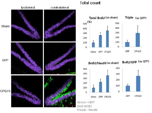 SD rat에 neuritin infection 후6 주 후 BrdU, NeuN염색한 해마 dentate gyrus의 신경세포생성(neurogenesis) 평가.