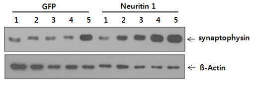 배양 세포에서 neuritin 발현에 의한 synaptophysin 의 양적 증가 확인.