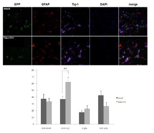 신경 줄기 세포에 Neuritin을 바이러스벡터를 이용하여 감염한 후 4일 후에 Tuj-1 및 GFAP 항체를 이용하여 immunocytochemistry를 시행 한 후 정량화하였음.