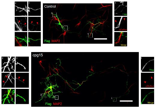 Neuritin transfection 한 hippocampal cultured neuron은 dendrite(MAP2) 길이 증가를 보임. Immunocytochemistry로 측정 함. 좌우의 그림은 각 숫자에 해당되는 그림을 확대한 것임.