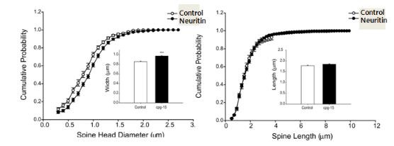 Neuritin 발현에 의하여 spine의 diameter가 유의적으로 증가함.