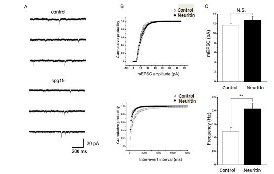 Neuritin transfection한 신경 세포는 mEPSC의 amplitude에는 변화를 보이지 않았지만 frequency는 증가함.