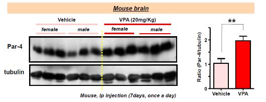 Mouse brain에서 VPA의 장기적 처리에 의한 Par-4 단백질의 발현 증가.